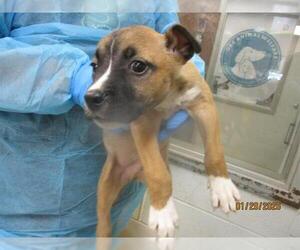 Mutt Dogs for adoption in Oklahoma City, OK, USA
