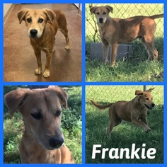 Golden Labrador Dogs for adoption in Alvarado, TX, USA