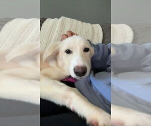 Mutt Dogs for adoption in Plymouth, MN, USA