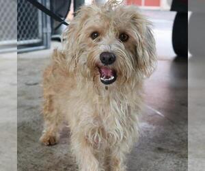 Mutt Dogs for adoption in San Antonio, TX, USA