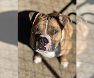 American Pit Bull Terrier Dogs for adoption in Oak Bluffs, MA, USA