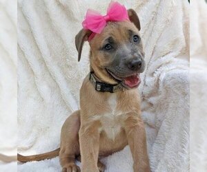 American Pit Bull Terrier-Labrador Retriever Mix Dogs for adoption in Helena, AL, USA