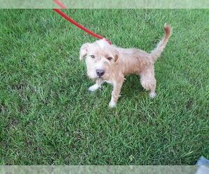 Airedale Terrier Dogs for adoption in Houston, TX, USA