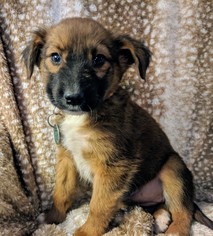 German Shepherd Dog Dogs for adoption in Nashville, TN, USA