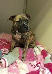 American Staffordshire Terrier Dogs for adoption in Richmond, IN, USA