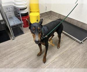Doberman Pinscher Dogs for adoption in Pasadena, CA, USA