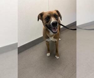 Boxer-Unknown Mix Dogs for adoption in HESPERIA, CA, USA