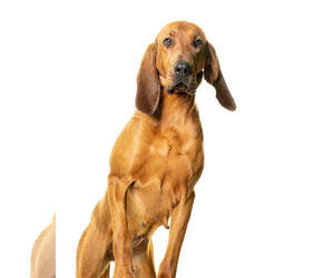 Bloodhound Dogs for adoption in St. Louis Park, MN, USA