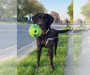 Labrador Retriever Dogs for adoption in Warrington, PA, USA