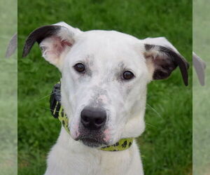 Dachshund-Great Dane Mix Dogs for adoption in Huntley, IL, USA