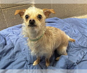 Chihuahua Dogs for adoption in Ojai, CA, USA