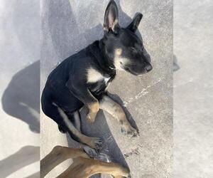 German Shepherd Dog-Unknown Mix Dogs for adoption in San Antonio, TX, USA