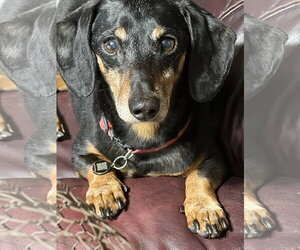 Dachshund Dogs for adoption in Sioux Falls, SD, USA