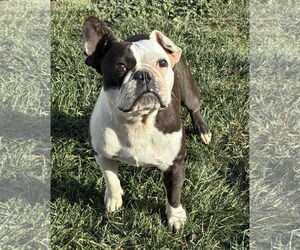 Boston Terrier Dogs for adoption in Hesperia, CA, USA