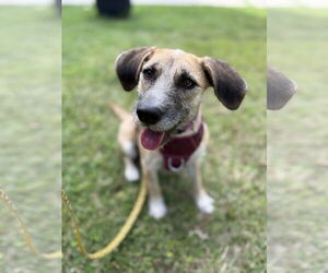 Mutt Dogs for adoption in Virginia Beach, VA, USA