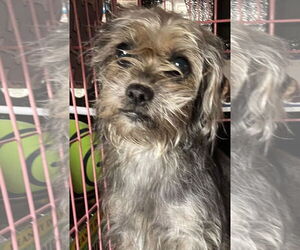 Mutt Dogs for adoption in Wheaton, IL, USA