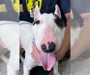 Bull Terrier Dogs for adoption in Henderson, NV, USA
