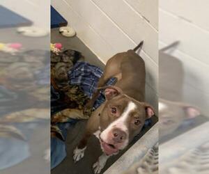 American Pit Bull Terrier Dogs for adoption in Olathe, KS, USA