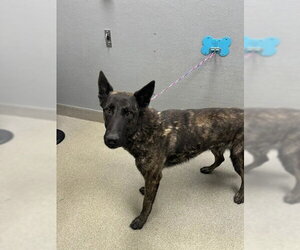 Holland Shepherd-Unknown Mix Dogs for adoption in Las Vegas, NV, USA