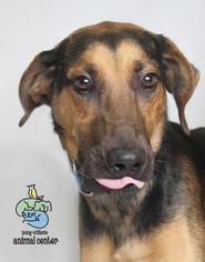 Mutt Dogs for adoption in Knoxville, TN, USA
