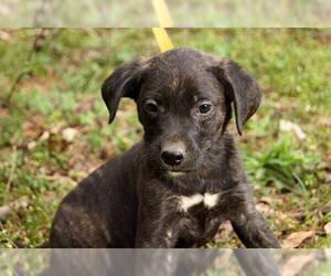 Mutt Dogs for adoption in Williston, VT, USA