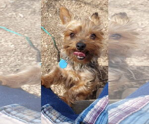 Mutt Dogs for adoption in Allentown,, PA, USA