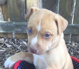 Medium Photo #46 American Staffordshire Terrier Puppy For Sale in Sanford, FL, USA