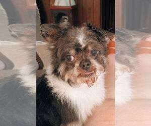 Affenpinscher Dogs for adoption in Pierceton , IN, USA
