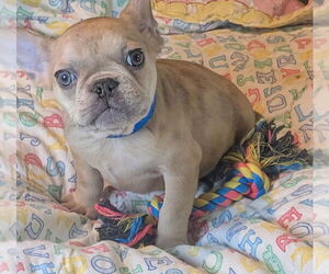 French Bulldog Dogs for adoption in Bon Carbo, CO, USA
