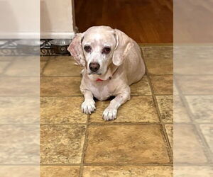 Bagle Hound Dogs for adoption in Elmsford, NY, USA