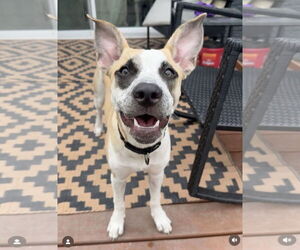 Mutt Dogs for adoption in Royse City, TX, USA