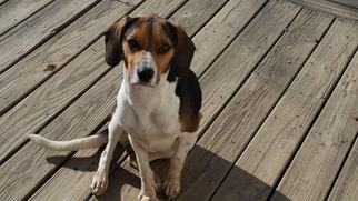 Medium Photo #1 Beagle-Treeing Walker Coonhound Mix Puppy For Sale in Mount, vernon, AR, USA