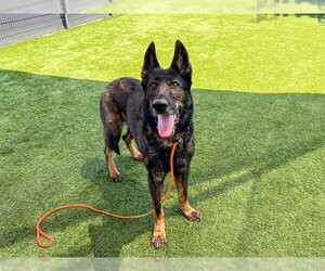 Holland Shepherd-Unknown Mix Dogs for adoption in Orange, CA, USA