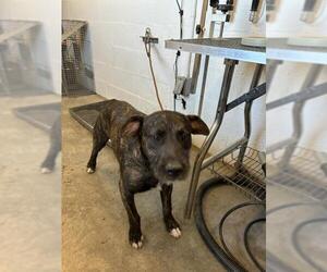 Mutt Dogs for adoption in Corona, CA, USA