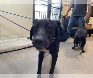 Labrador Retriever-Unknown Mix Dogs for adoption in Pasadena, CA, USA