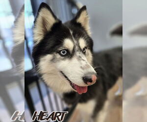 Siberian Husky Dogs for adoption in Severn, MD, USA