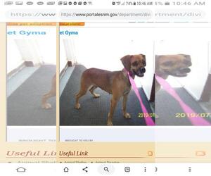 Puggle Dogs for adoption in Albuquerque, NM, USA