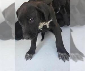 Unknown-Weimaraner Mix Dogs for adoption in Houston, TX, USA