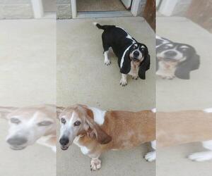 Basset Hound Dogs for adoption in Alexandria, KY, USA