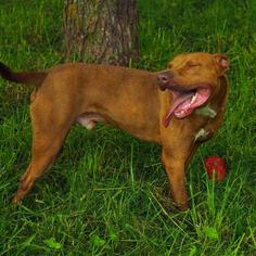 American Pit Bull Terrier Dogs for adoption in Eureka Springs, AR, USA