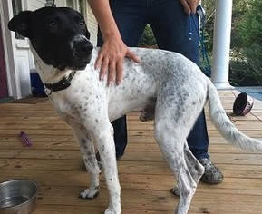 Pointer Dogs for adoption in Glenwood, GA, USA