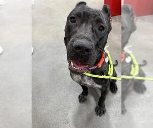 Presa Canario Dogs for adoption in Forestville, MD, USA