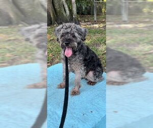 - Mix Dogs for adoption in Weston, FL, USA