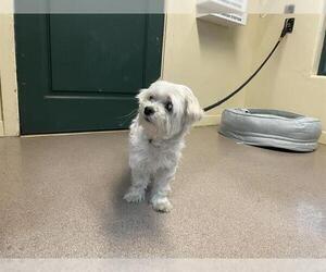 Maltese Dogs for adoption in Pasadena, CA, USA