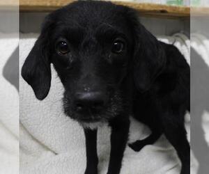 Medium Photo #1 Mutt Puppy For Sale in Thief River Falls, MN, USA