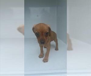 Dachshund-Unknown Mix Dogs for adoption in Houston, TX, USA