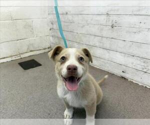 Siberian Husky Dogs for adoption in San Bernardino, CA, USA