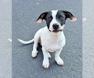 Bassetdor Dogs for adoption in New Oxford , PA, USA