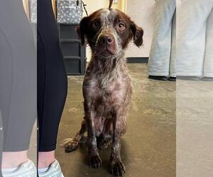 Pointer-Unknown Mix Dogs for adoption in Rockwall, TX, USA