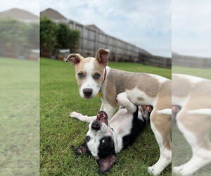 Mutt Dogs for adoption in Oklahoma City, OK, USA